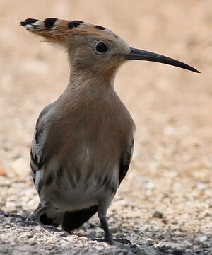 Eurasian Hoopoe 
&copy; Ren� Dumoulin