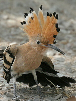 Eurasian Hoopoe 
&copy; Ren� Dumoulin
