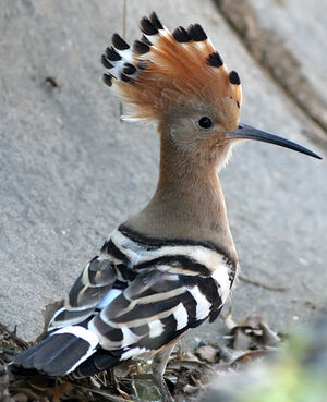 Eurasian Hoopoe 
&copy; Ren� Dumoulin