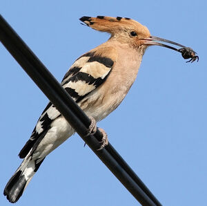 Eurasian Hoopoe 
&copy; Ren� Dumoulin