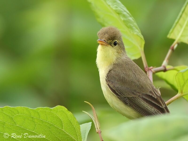 Melodious Warbler male adult, identification