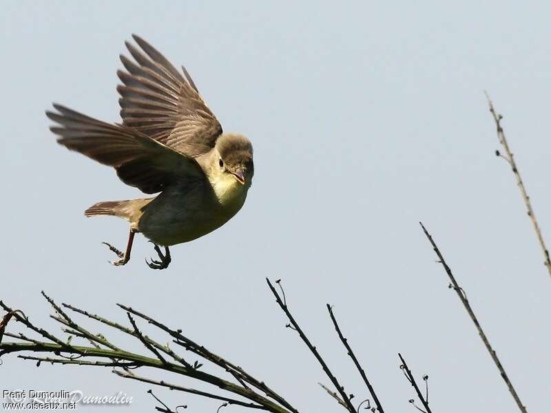 Melodious Warbler male adult, Flight