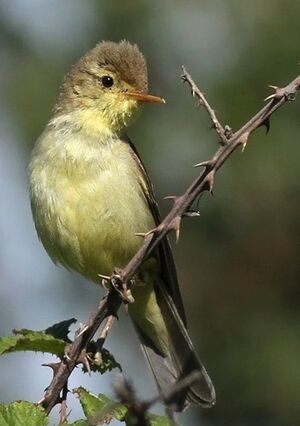 Hypola�s polyglotte 
&copy; Ren� Dumoulin