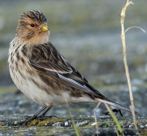 Linotte � bec jaune