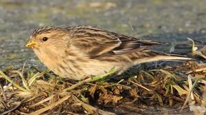 Linotte � bec jaune