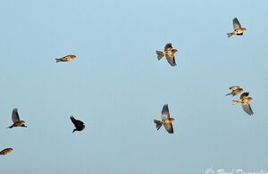 Linotte � bec jaune