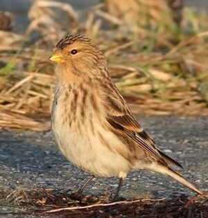 Linotte � bec jaune