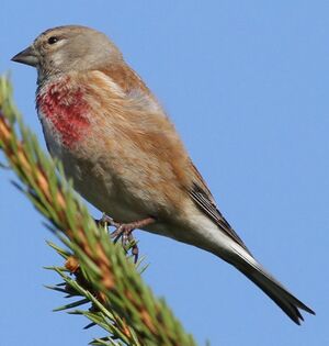 Linotte m�lodieuse 
&copy; Ren� Dumoulin