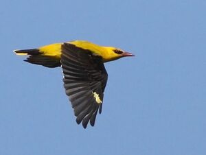 Eurasian Golden Oriole