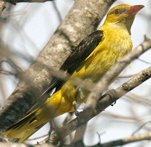 Eurasian Golden Oriole