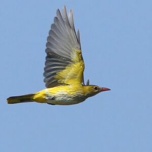 Eurasian Golden Oriole