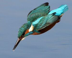 Martin-pêcheur d'Europe