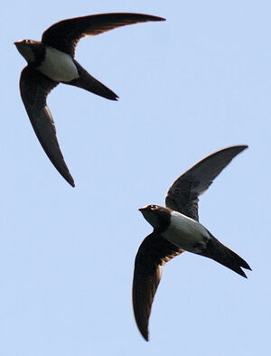 Alpine Swift