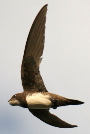 Alpine Swift