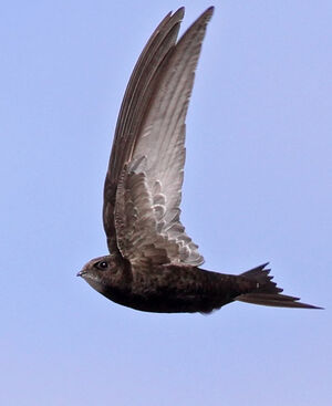 Common Swift