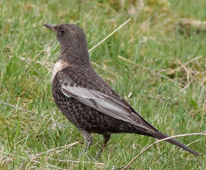 Ring Ouzel 
&copy; Ren� Dumoulin