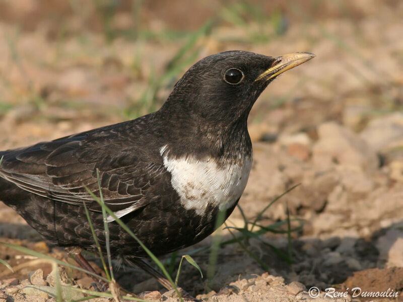Ring Ouzel male adult