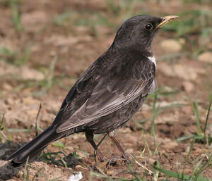 Ring Ouzel