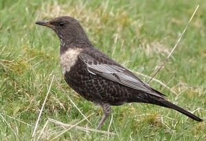 Ring Ouzel 
&copy; Ren� Dumoulin