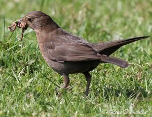 Common Blackbird