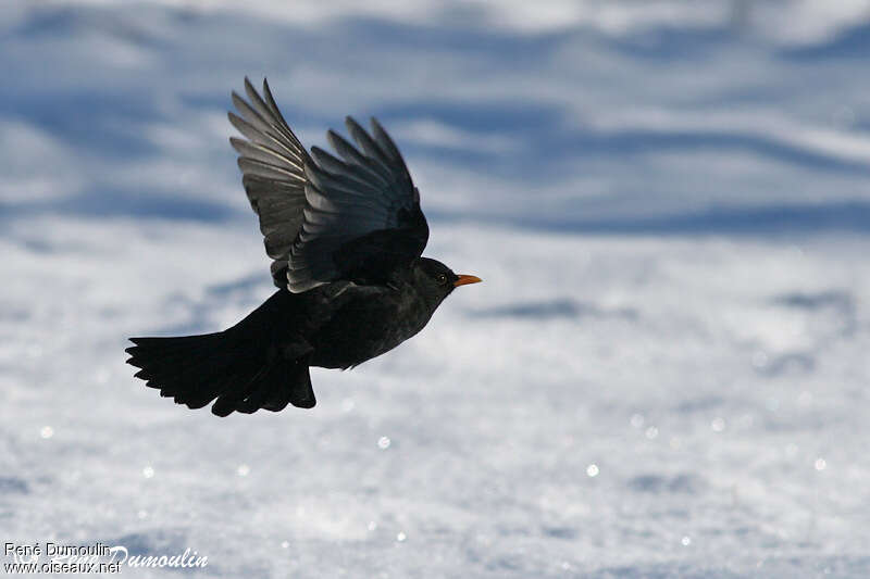 Common Blackbird male adult, Flight