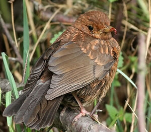 Common Blackbird