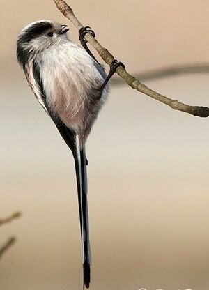 Long-tailed Tit