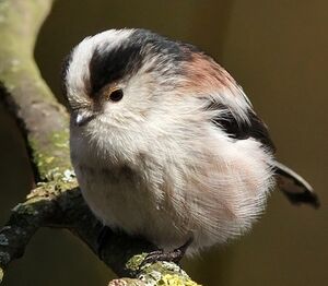 Long-tailed Tit