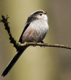 Long-tailed Tit