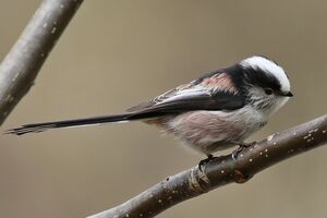 Long-tailed Tit