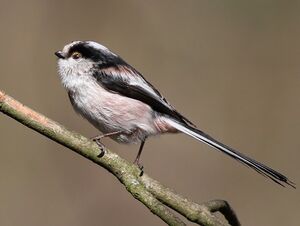 Long-tailed Tit