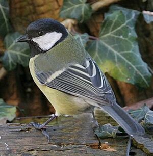 Mésange charbonnière © René Dumoulin Mésange charbonnière