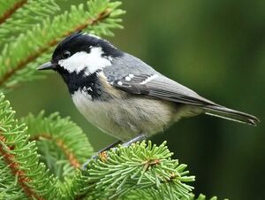 Coal Tit
