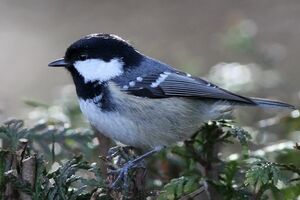 Coal Tit
