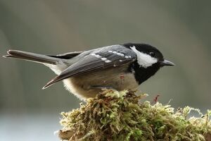 Mésange noire