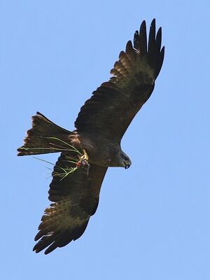 Black Kite