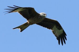 Red Kite