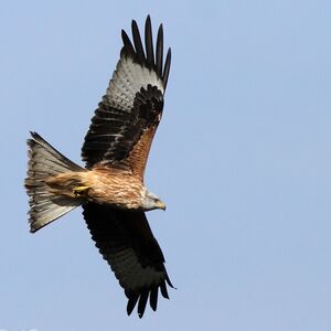 Red Kite