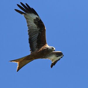 Red Kite