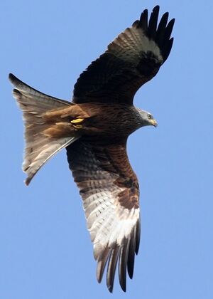 Red Kite