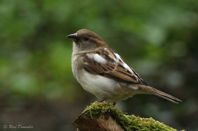 House Sparrow female adult, pigmentation