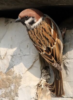Moineau friquet 
&copy; Ren� Dumoulin