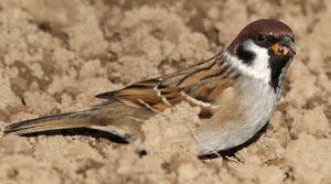 Moineau friquet 
&copy; Ren� Dumoulin