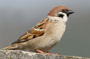 Moineau friquet 
&copy; Ren� Dumoulin