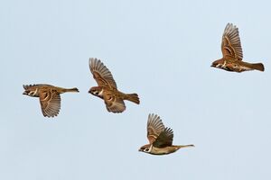 Moineau friquet 
&copy; Ren� Dumoulin
