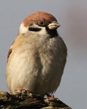 Moineau friquet 
&copy; Ren� Dumoulin