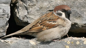 Moineau friquet 
&copy; Ren� Dumoulin