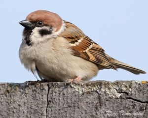 Moineau friquet 
&copy; Ren� Dumoulin