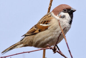 Moineau friquet 
&copy; Ren� Dumoulin