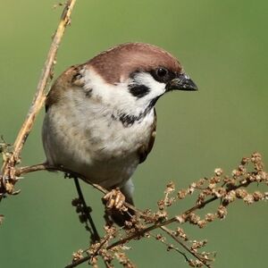Moineau friquet 
&copy; Ren� Dumoulin